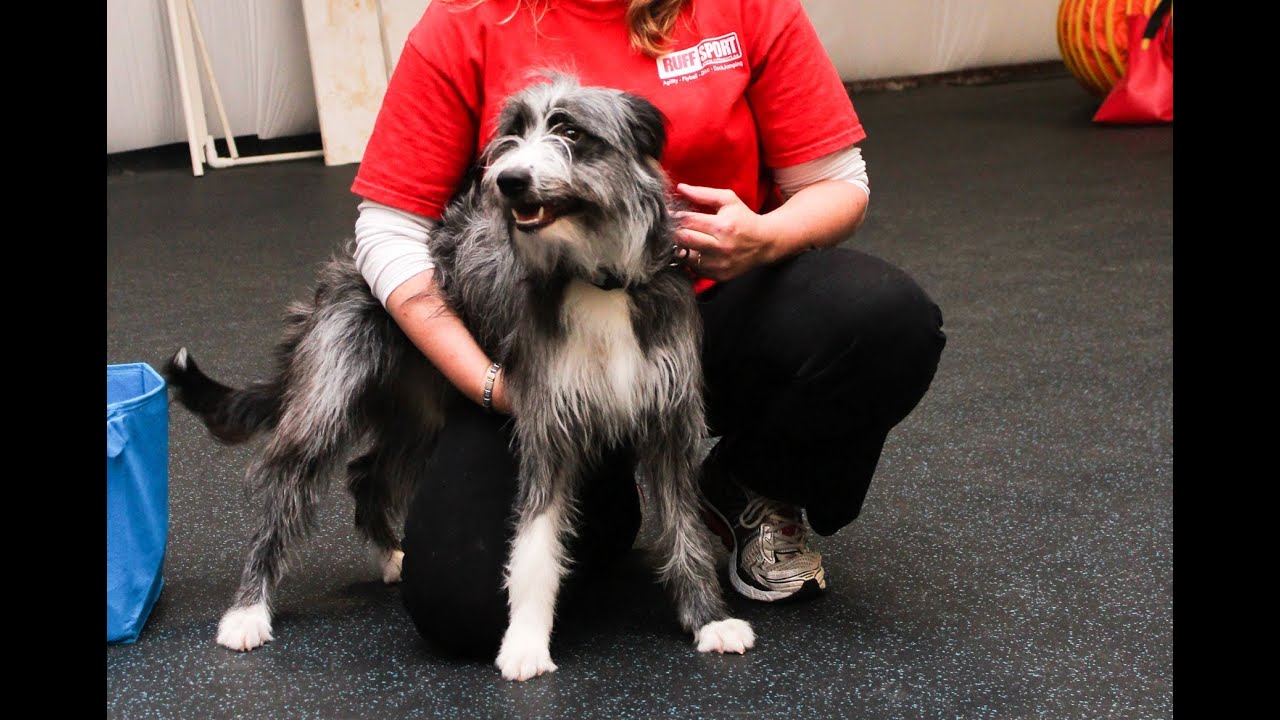 Puppy in a Box - Cute Dog Spark Plug with Heather M.