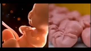 Wo bí ọmọtuntun jòjòló ṣe le gbé ọlẹ̀ míì sínú látinú ìyá rẹ̀, tí ikùn rẹ̀ yóò sì ga bíi olóyún