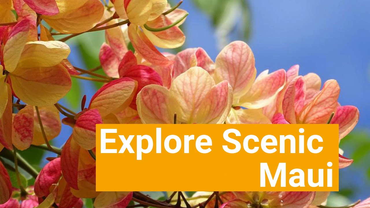 Maui Real Estate, Hawaii Vacation Rentals and Packages, Book Your Dream