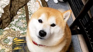 飼い主の席にすわり嬉しそうにする柴犬