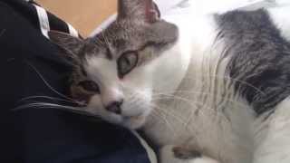 Fluffy kitty loves to cuddle by Naddele12 41,968 views 10 years ago 1 minute, 25 seconds