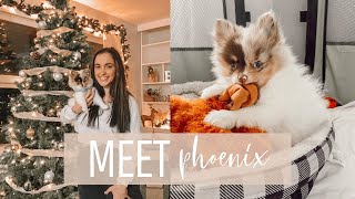 I got a *POMERANIAN* puppy!!! VLOGMAS day 2