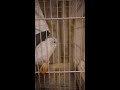恐怖におびえるインコが見たものは...#shorts