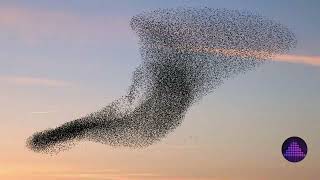 Starlings Birds Noise ~ Sound Effect Royalty Free  - Audio Effects screenshot 5