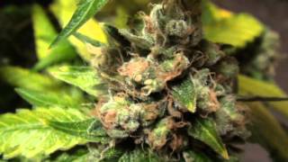 FRUITY PEBBLE OG #2 Harvest  ALIEN GENETICS