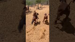 VAQUEIROS TESTADOS SAINDO BOTANDO PEGADO ATRÁS DE NOVILHA CACETEIRA #pegadeboi #cavalo #vaqueirama
