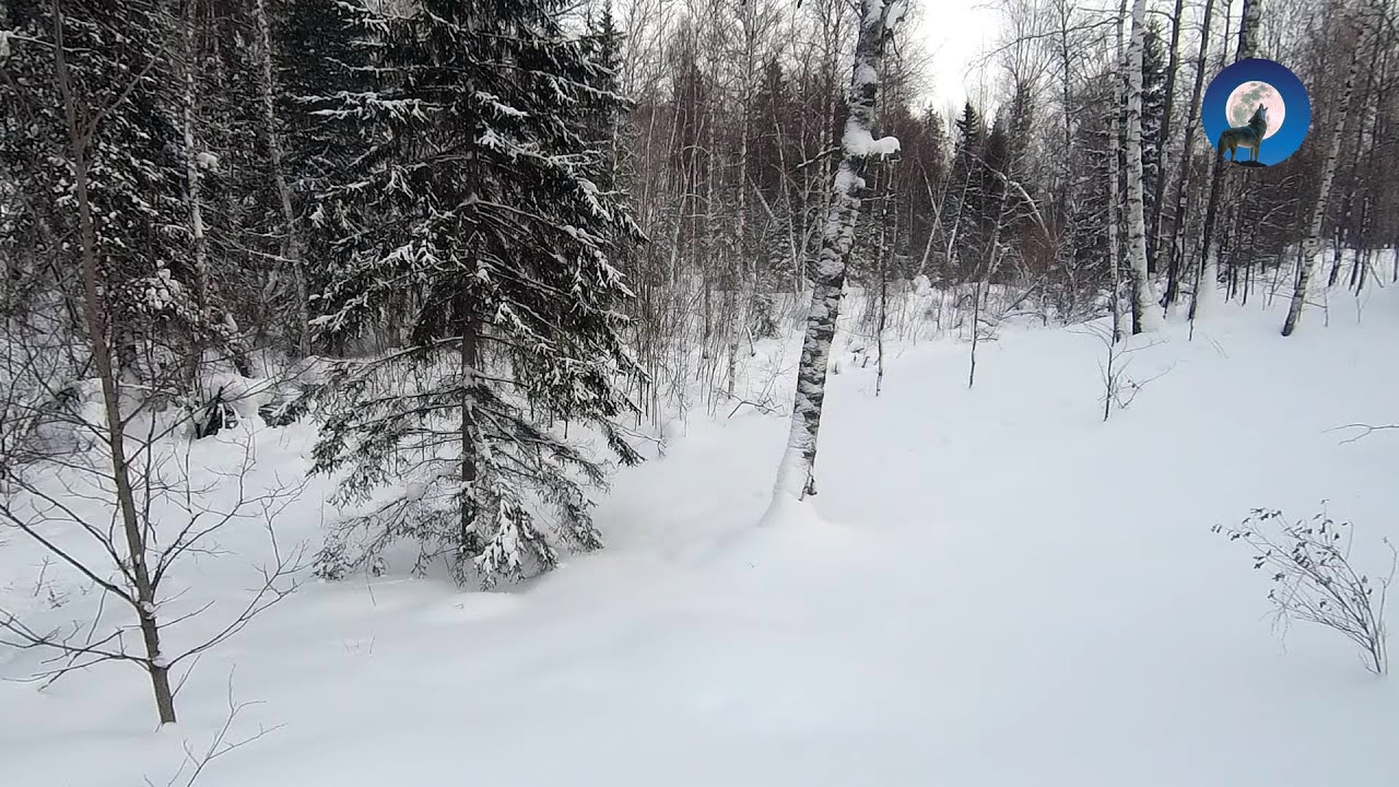 ХОДОВАЯ ОХОТА НА ЗАЙЦА. ЖЕНА ЗАГОНЯЕТ Я СТРЕЛЯЮ