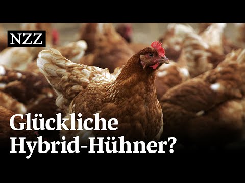 Video: Sind lohmann braune hühner freundlich?