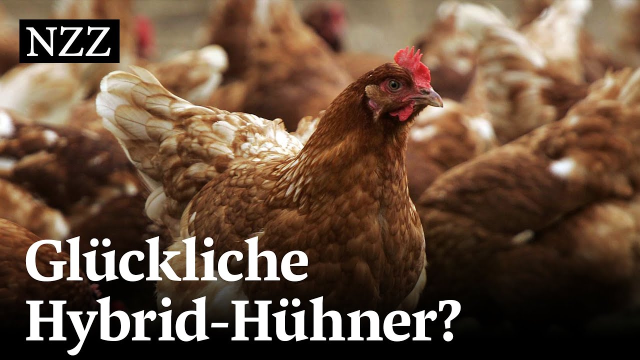 Das Schweizer Huhn - gezüchtet im Ausland | NZZ Reportage