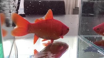 金魚の産卵の様子 Youtube