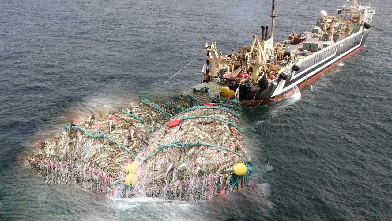 Fishermen hauling in the nets full of fish on a trap boat