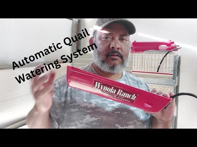 Automatic Quail Watering System Using Wynola Ranch High-Capacity Trough Waterers class=