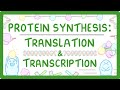 How are proteins made  transcription and translation explained 66