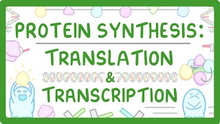 How Are Proteins Made? - Transcription And Translation Explained 