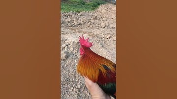 Wild chicken. Gà rừng tơ Fx cực đẹp. Me nyuam lau qiab dib zoo nkauj tiag tiag.