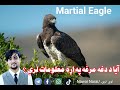 Martial Eagle مارشل عقاب