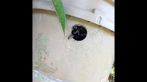 swarm trap update my first warm in a bucket