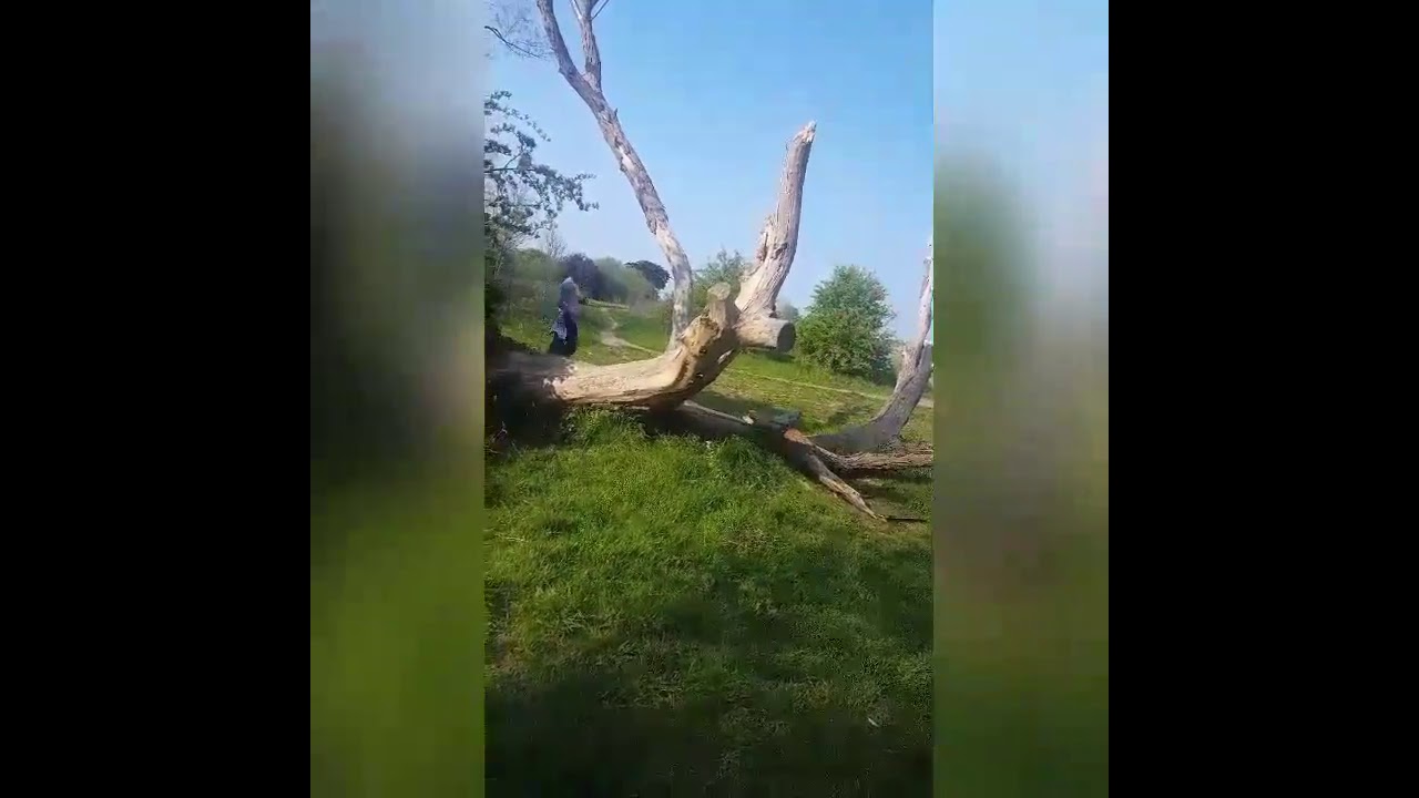 Guy Punches down a tree shorts YouTube