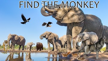find the hidden animal || find the hidden objects easy game.