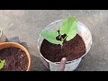 குறைந்த செலவில் மாடித்தோட்டம் அமைப்பது  எப்படி🌿🌱🌱terrace garden /youtube  video