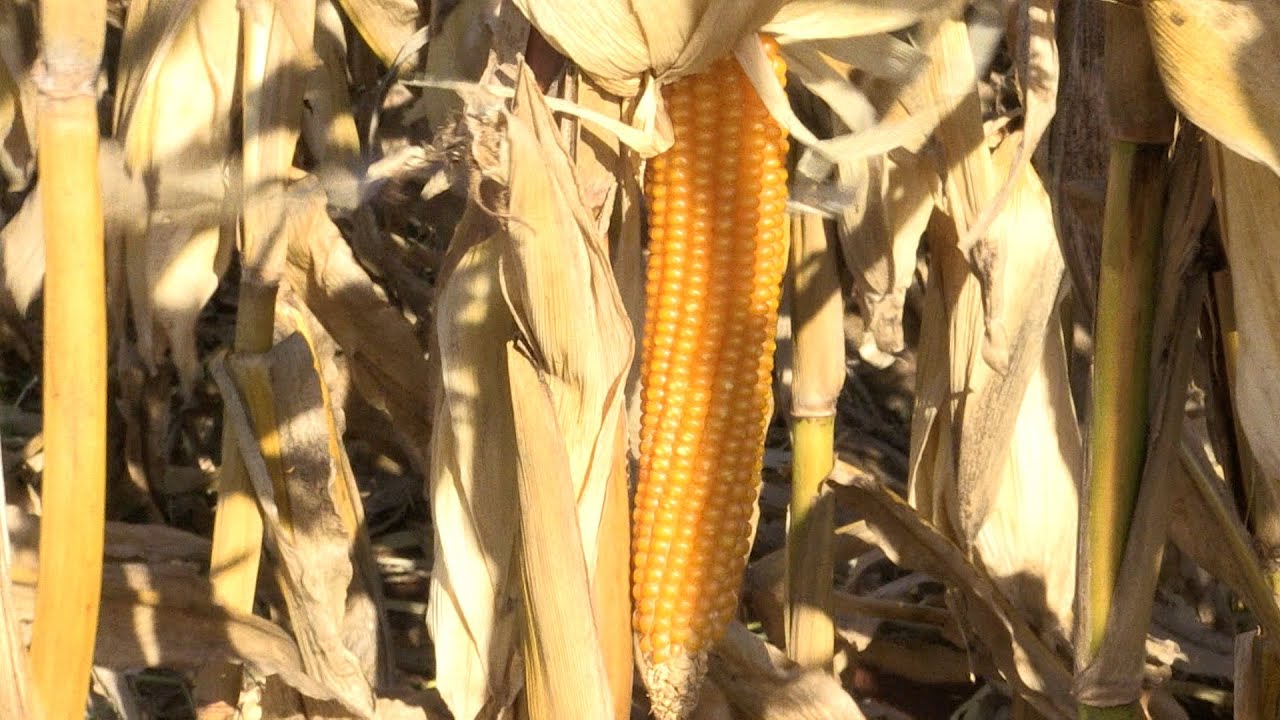 Milho pipoca: produtor planta sete variedades no oeste do Paraná