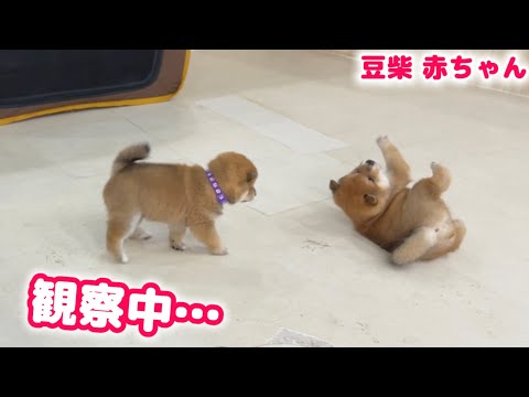 【豆柴犬】生後1ヶ月の赤ちゃんを定点カメラで観察したら面白すぎました!【子犬と癒し】まめしば亭ブログvlog