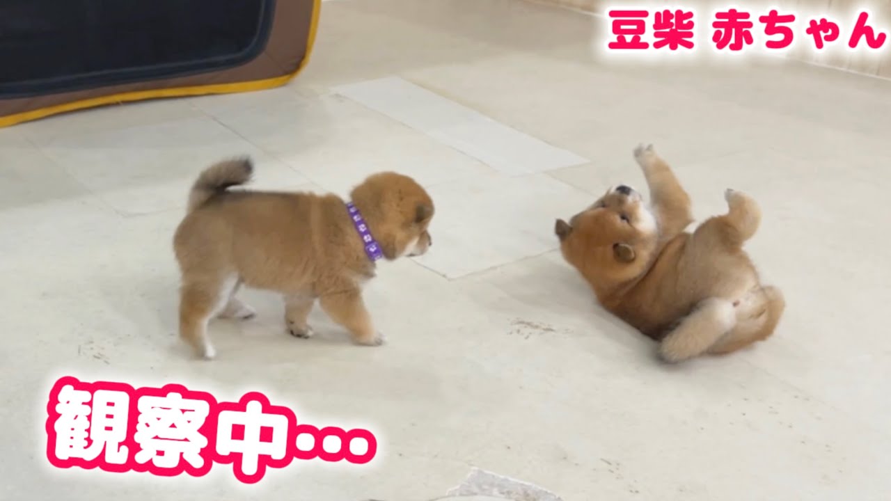 Наблюдение за месячным щенком шиба-ину