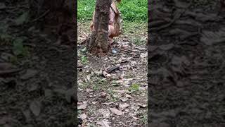 Hot Woman Outdoor Pee