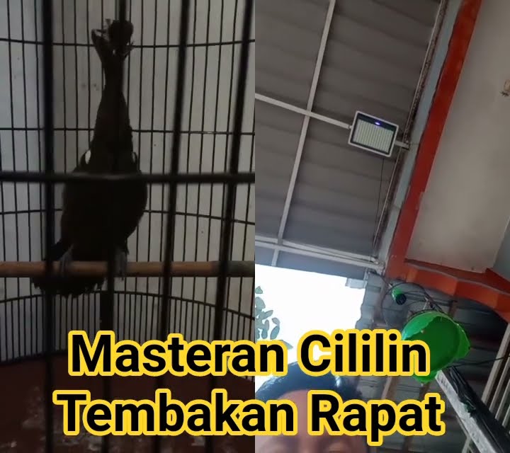 Masteran Cililin Gacor tembakan Rapat @KartoJoyoVlog #burung #cililin #kicaumania #shorts
