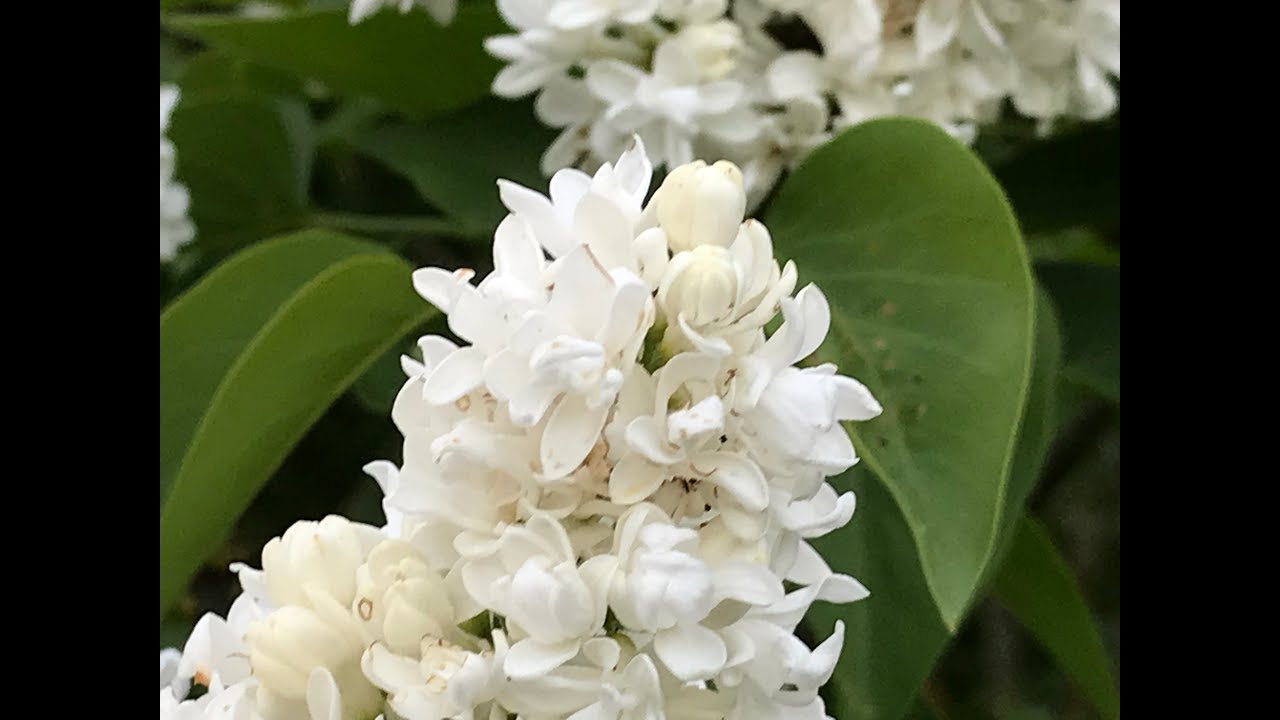 Lilas commun Syringa vulgaris  'Mme Lemoine' La floraison blanche idoine.