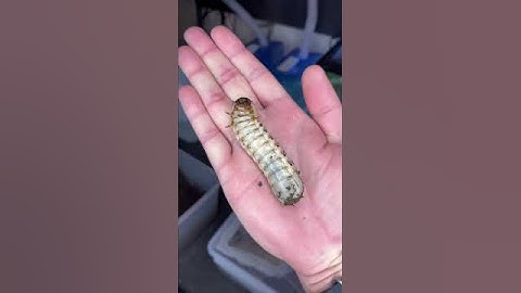 gigantic insects ! #bug #insect #animals #shortswithzita #rock_n_insectes