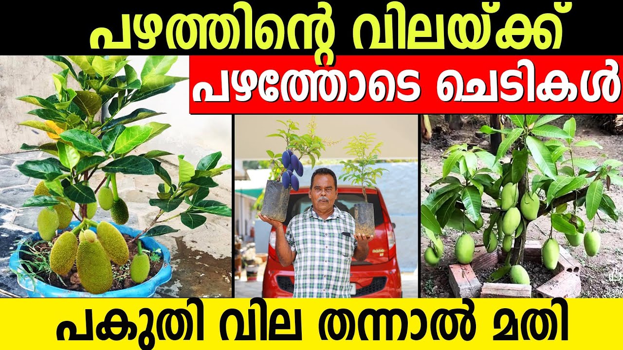 പഴത്തിന്റെ വിലയ്ക്ക് പഴത്തോടെ ചെടികൾ | പകുതി വില തന്നാൽ മതി | animoottil garden exotic plants