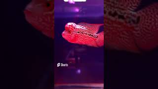 Download Lagu 💥🤯Biggest kamfa flowerhorn farm in Thailand💢#shorts  #fish #thailand MP3