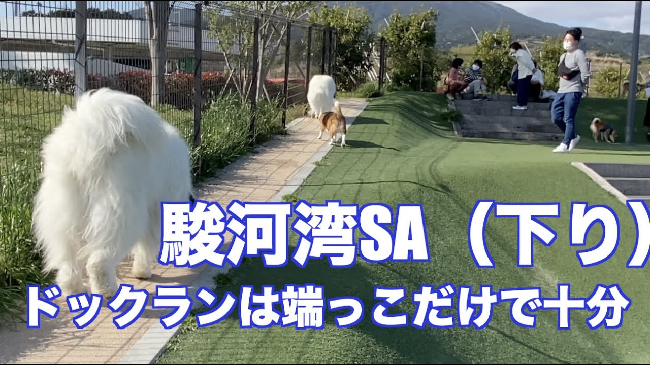 インターペット2021 その③ 帰りの様子 グレートピレニーズ