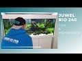 JUWEL RIO 240 (LOW ENERGY, NO CO2) HOW I CARE FOR AND MAINTAIN THIS BEAUTIFUL AQUARIUM 2020