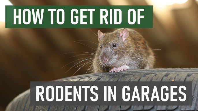 Effective Rat repellent - Liqui Moly Rat-Ban explained - Episode