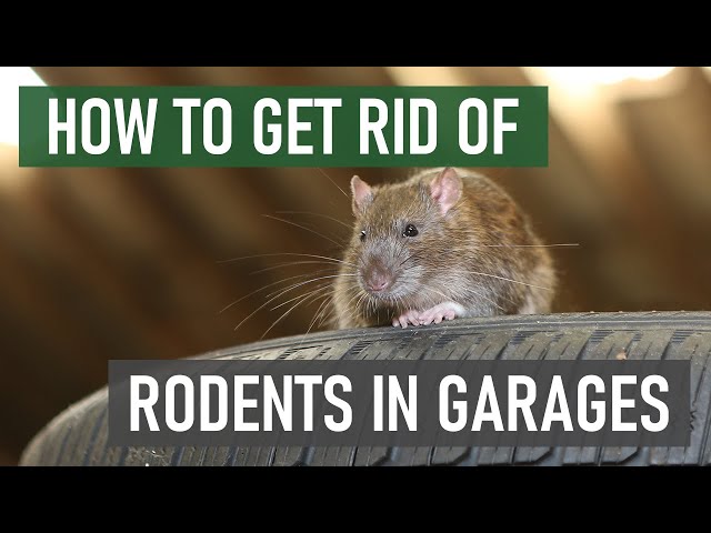 How to Keep Rats & Mice Out of Your Garage 