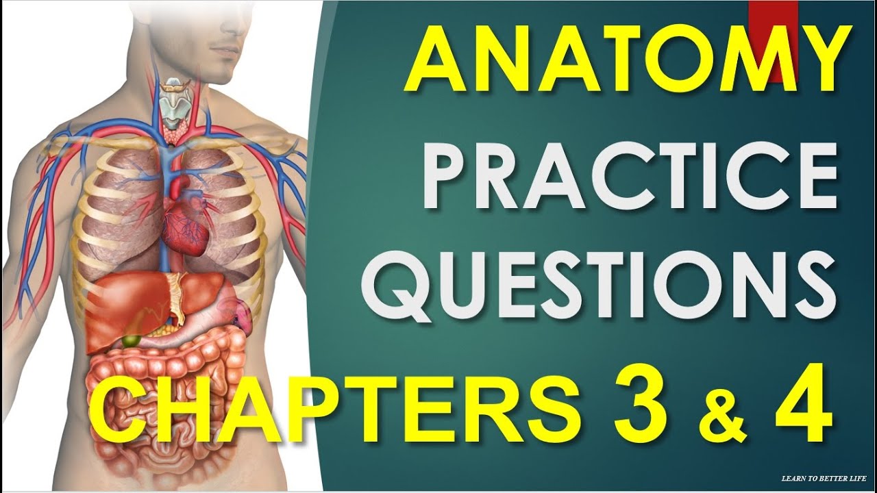 Chapters 3 &4 Anatomy/Physiology practice questions - YouTube