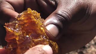 A Hadzabe Honey Hunt