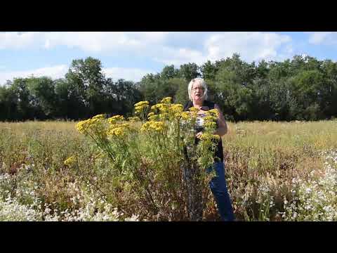 Video: Tansy In Landscaping - How To Keep Tansy From Take Over The Garden