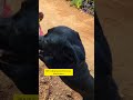 mi adorable negrito muy juguetón | mira lo que paso #cuteanimals #adorably #cutepuppy #pets