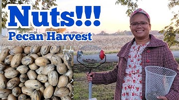 This Simple Tool Makes Harvesting Nuts Fun and Easy | Gardening in Kentucky
