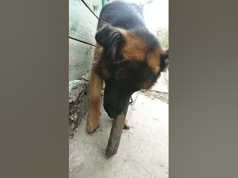 Опасный друг! - YouTube