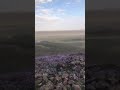 ربيع الجفنيه غرب القصيم ربيع الجفتيه