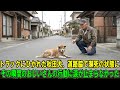 【奇跡の実話】トラックにひかれ重傷を負った秋田犬が道路脇で瀕死の状態に…その直後のおじいさんの行動に、見る者は涙を止められなかった！