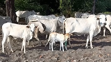Farm Animal Sound, White Cow Cute, Menggiring Sapi Lembu,Herding Hundreds of Tame Cows Every Day