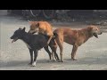 Real dogs mating scene in mating season. White guiltier with red retriever male shaft. 