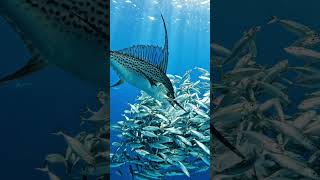 Sailfish Lightning Strike on Sardine Bait Ball 4K #underwater #wildlife