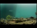 Great lakes fish live stream