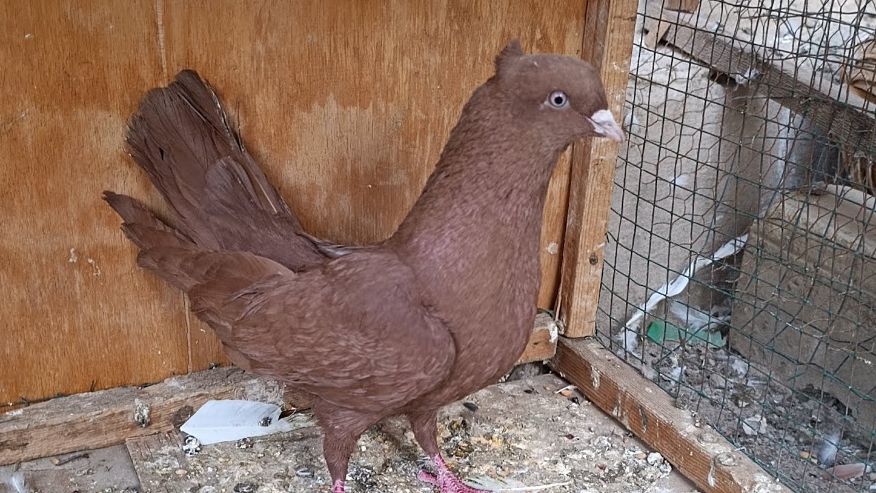 رجعنا لكم بقوه😂هاذه الڤيديو بي احداث مال القطعه كلها😅👍